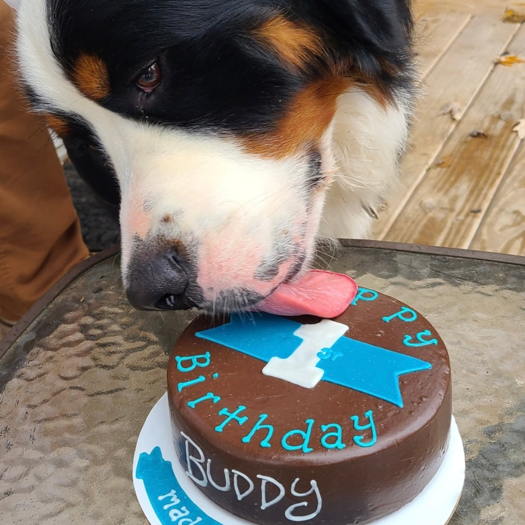 Dog Friendly Birthday Cakes Order Online Okra Molly