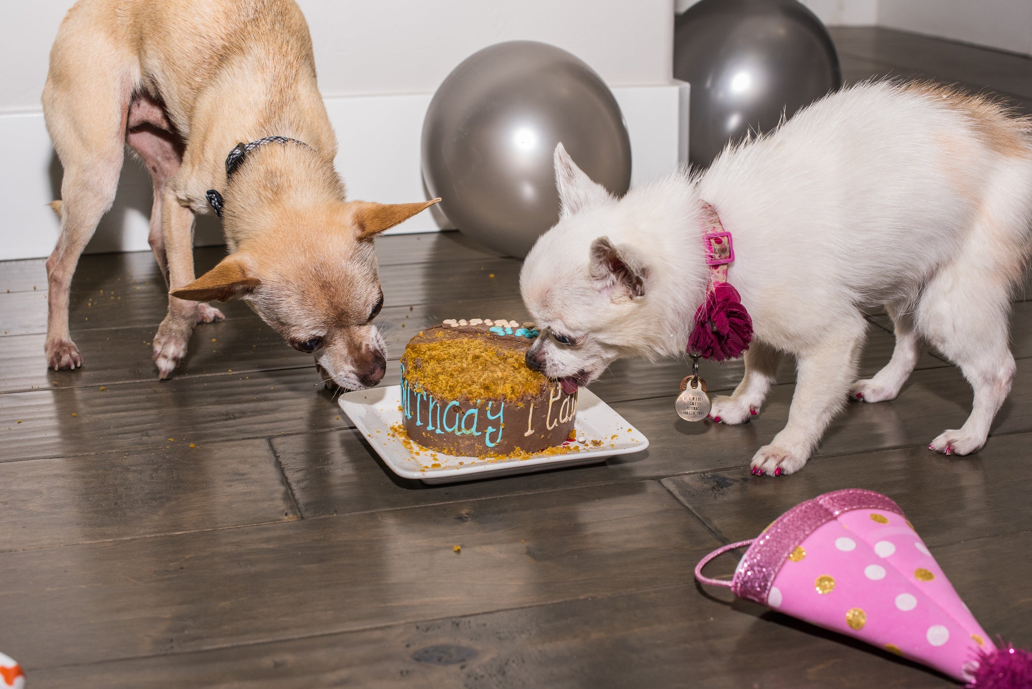 Dog Cake Bakery Ship Anywhere in U.S. Okra & Molly