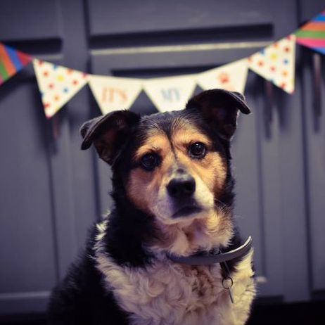 Dog Birthday Banner
